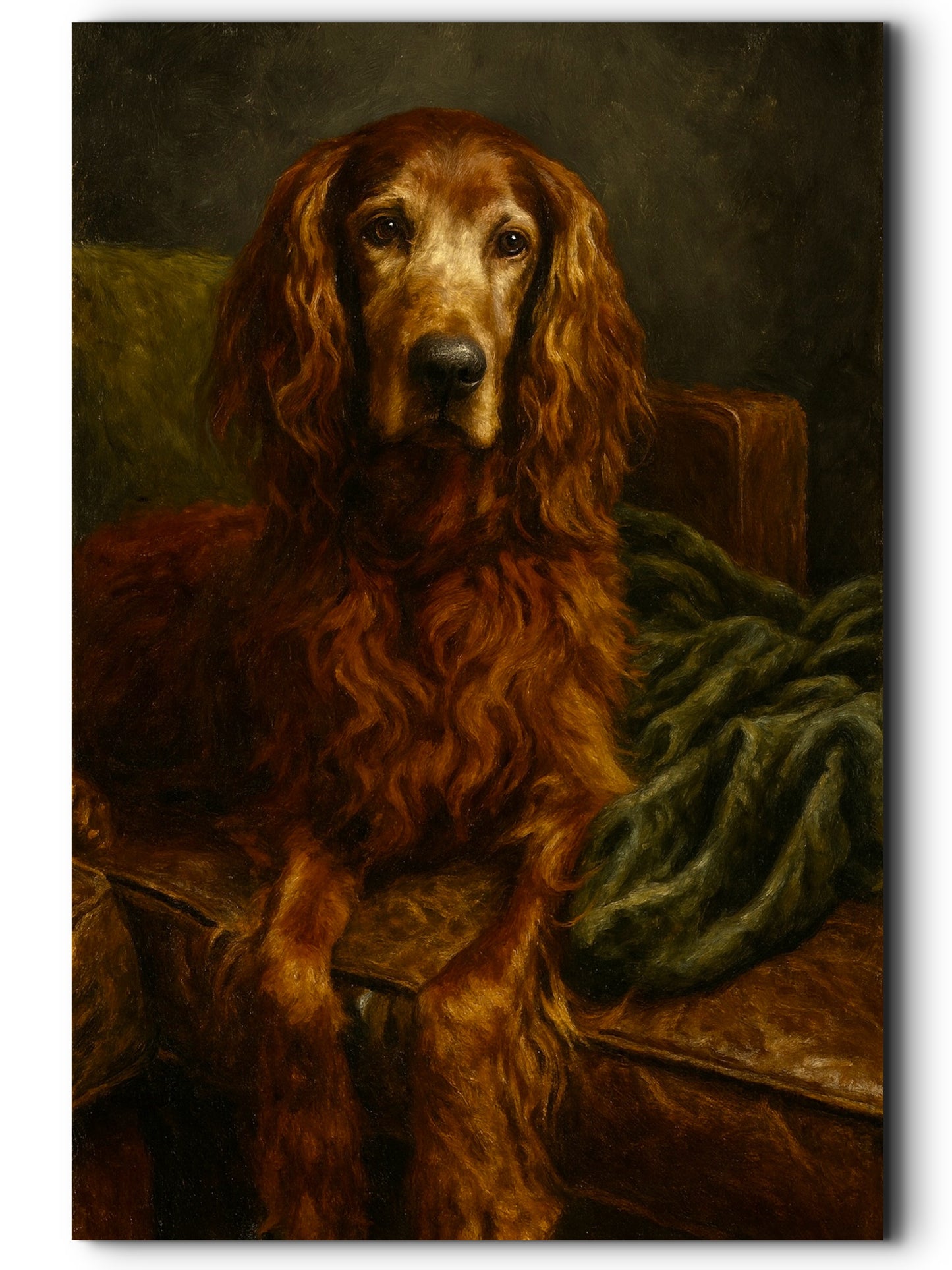 Kelly, Irish Setter