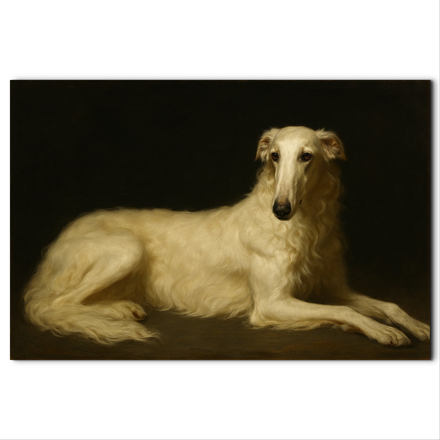 Shelly, Borzoi