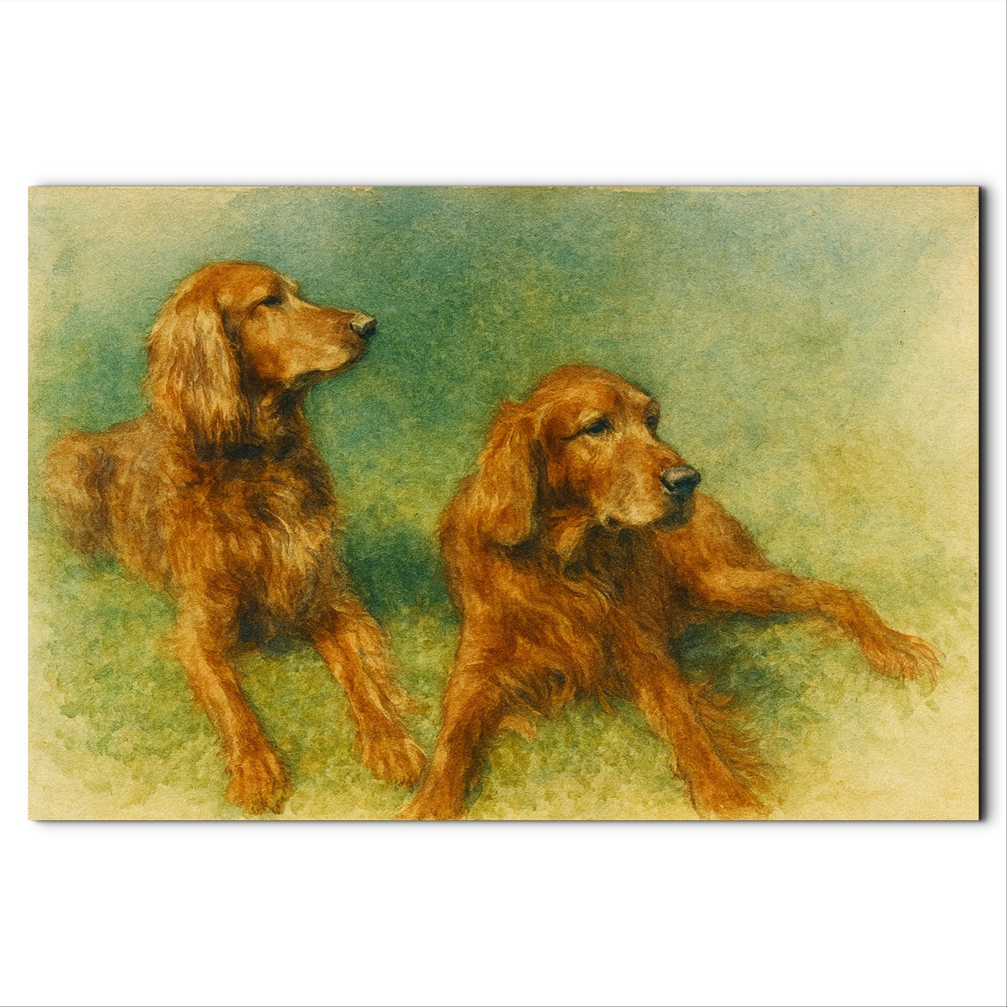 The Setters of Windmere Field