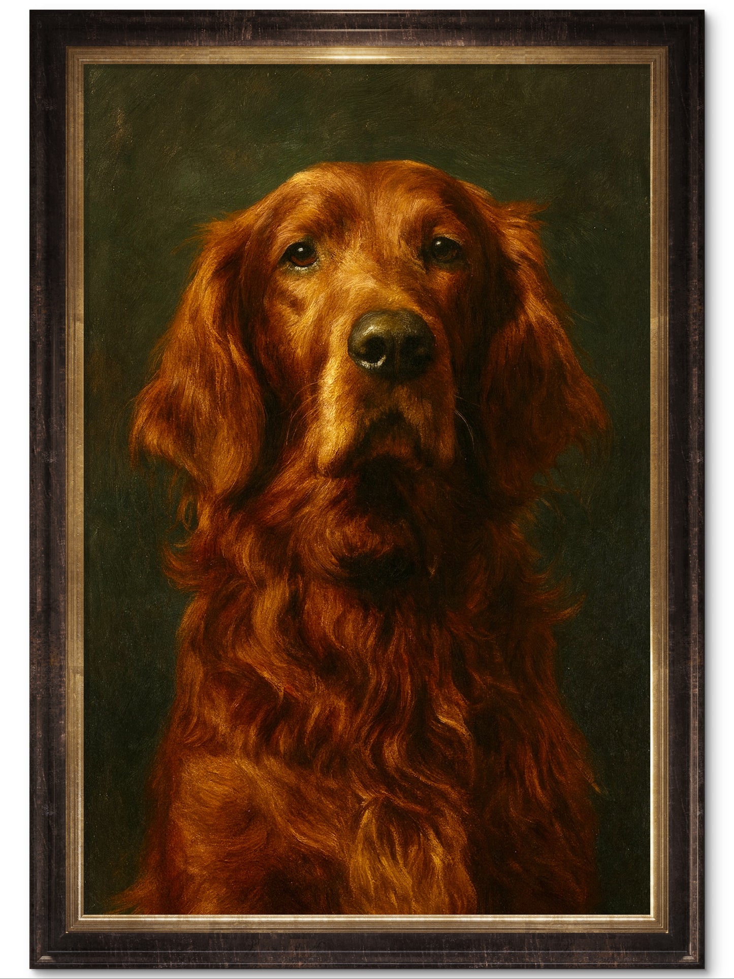 Liam, Irish Setter