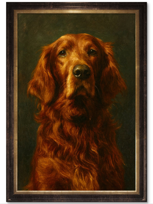 Liam, Irish Setter