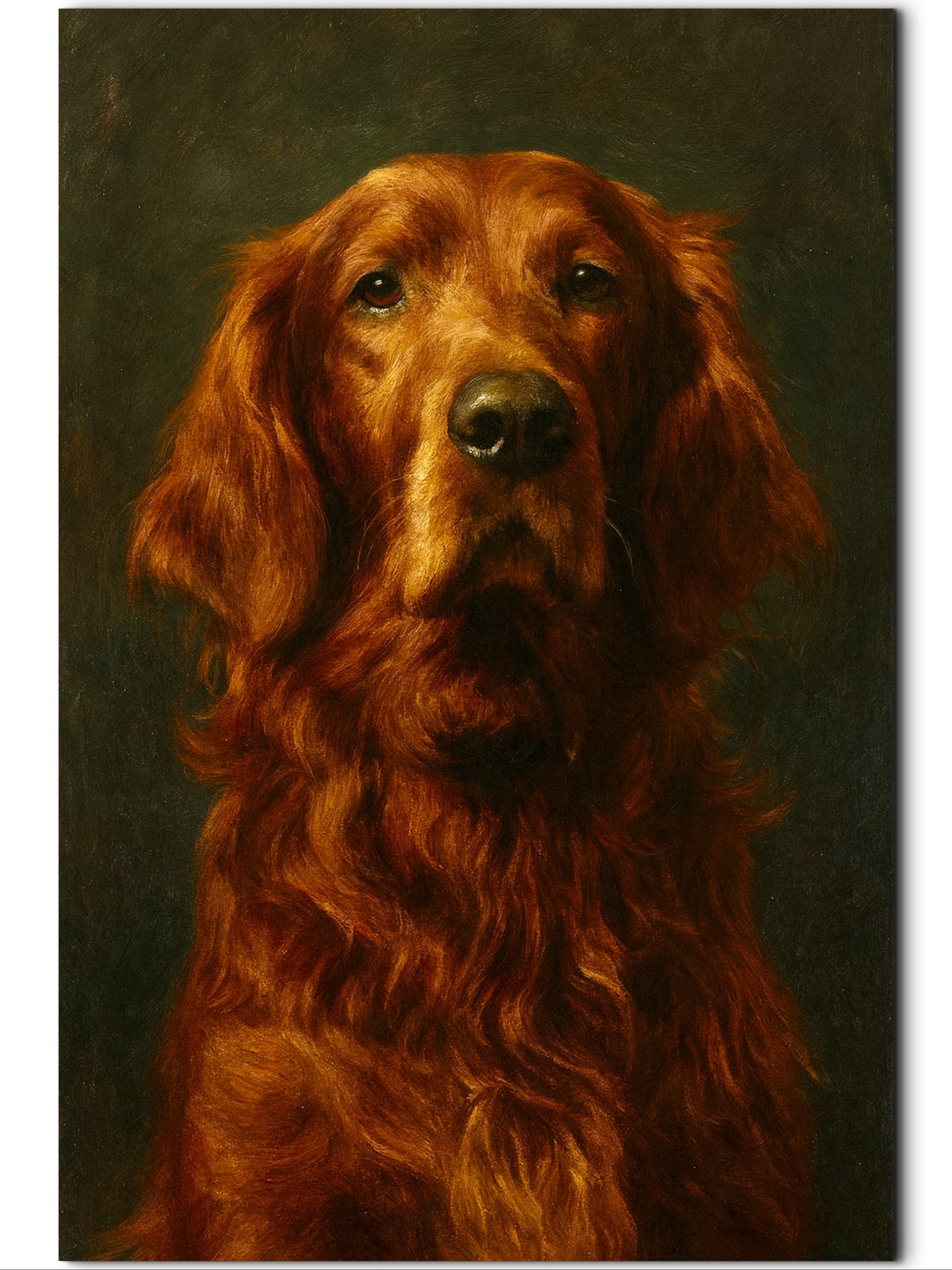 Liam, Irish Setter